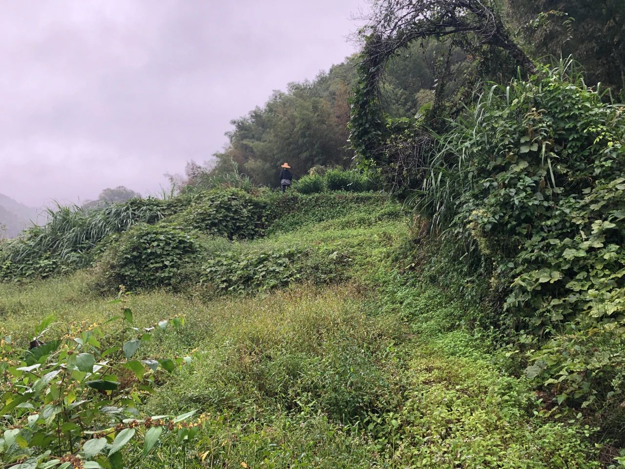 尊龙凯时人生就是搏妄想 | 我司土地整治项目二次荣登央视，，，，荒地变良田，，，，智绘好丰景